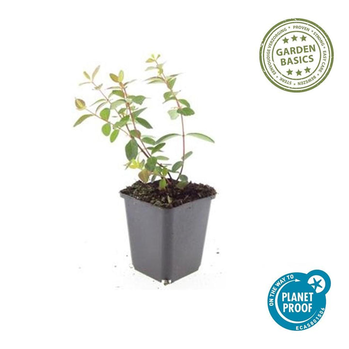 24x Hypericum Dummeri 'Peter Dummer' - Hardy Yellow Flowering Ground Cover