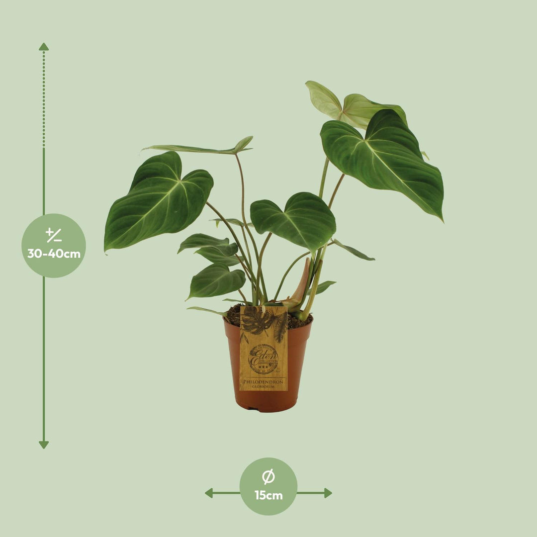 Philodendron Gloriosum plant with velvety heart-shaped leaves in a decorative pot by Everspring