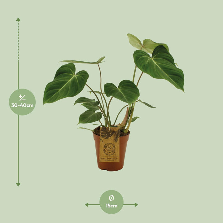 Philodendron Gloriosum plant with velvety heart-shaped leaves in a decorative pot by Everspring