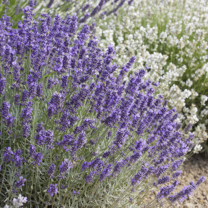 24x Lavandula Hidcote Lavender Plants - 10-25cm Height - 9cm Pot