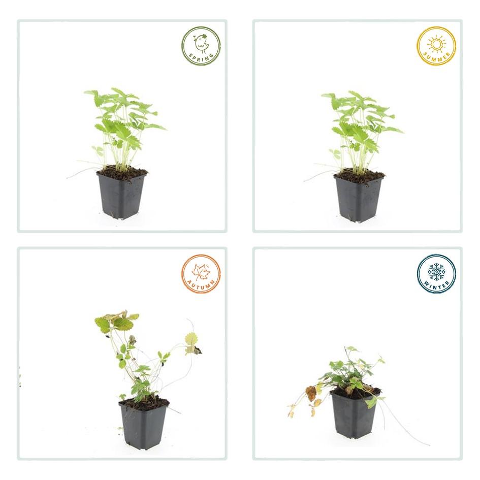 24 Wild Strawberry plants in 9cm pots, 10-25cm tall, vibrant green foliage, by Everspring