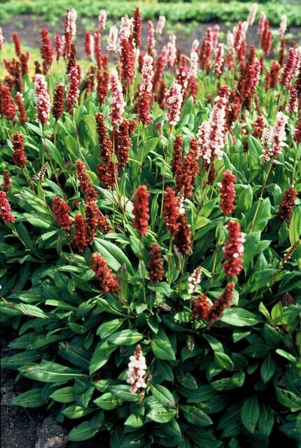 24x Persicaria 'Darjeeling Red' - Vibrant Red Foliage - 10-25cm