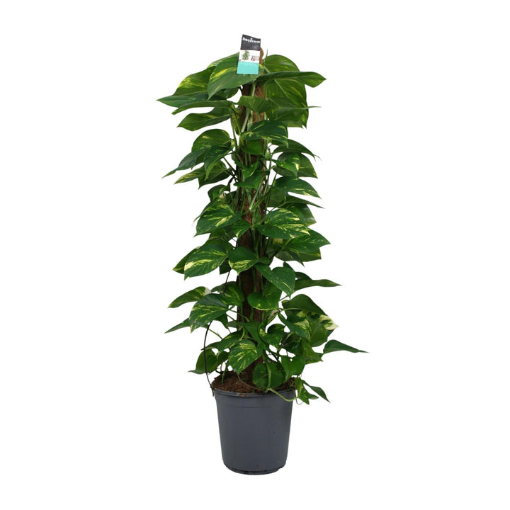 120cm trailing Scindapsus Pothos plant in a 24cm pot, featuring lush green leaves, ideal for easy care and air purification.