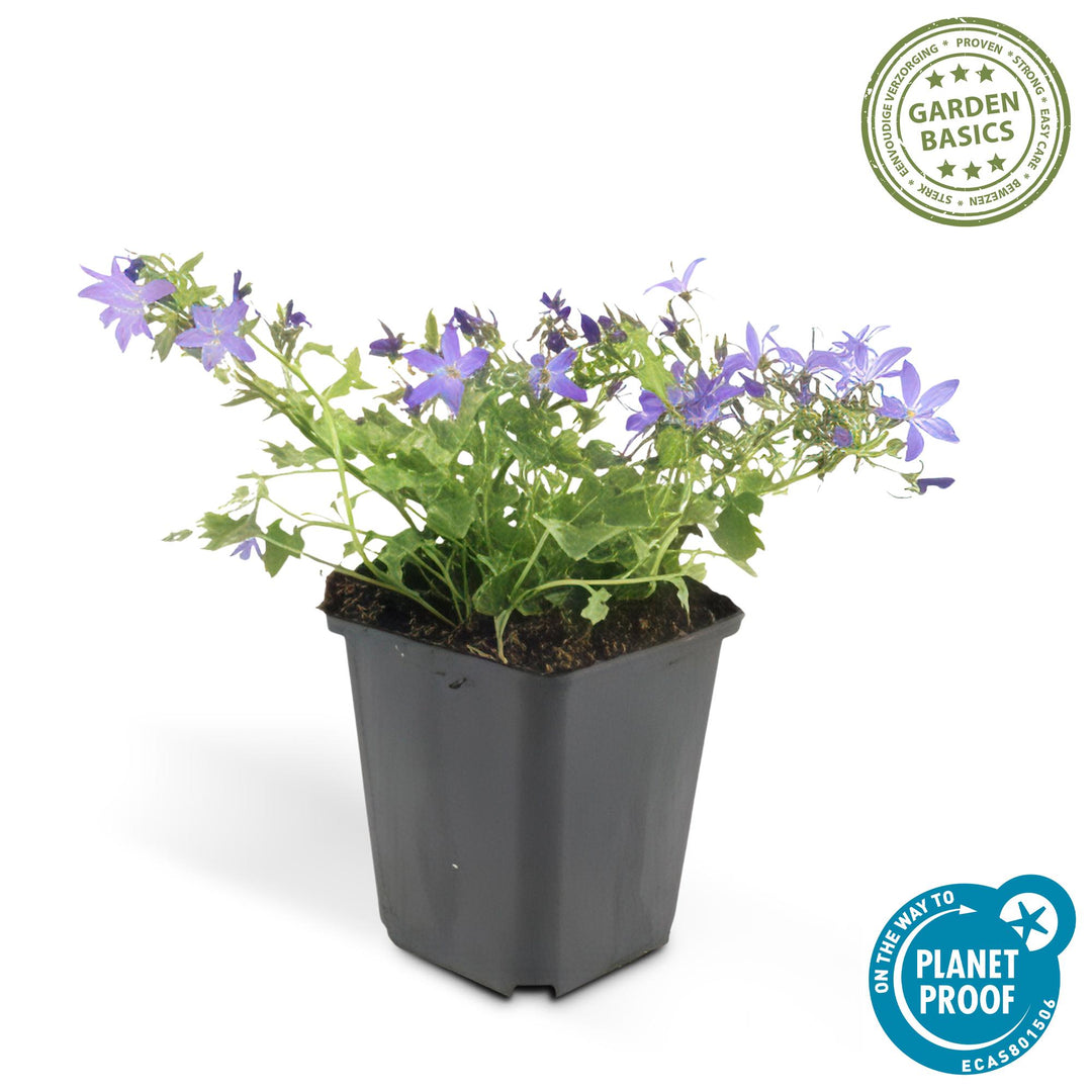 24 Campanula Stella Blue ground cover plants in Ø9cm pots, featuring vibrant blue flowers and 10-25cm height