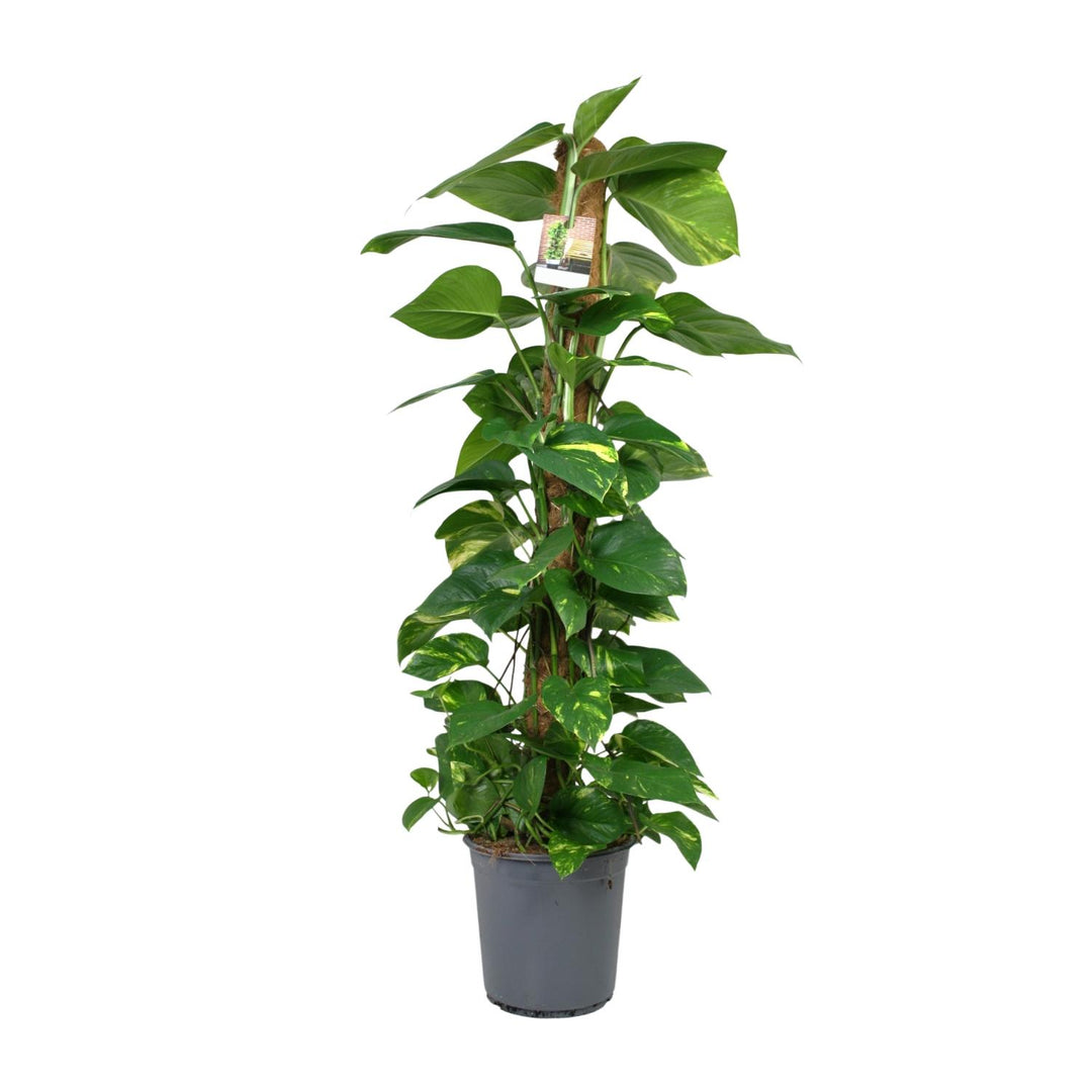 Green Scindapsus trailing plant in a 24cm pot, ideal for air purification and easy care, by Everspring.