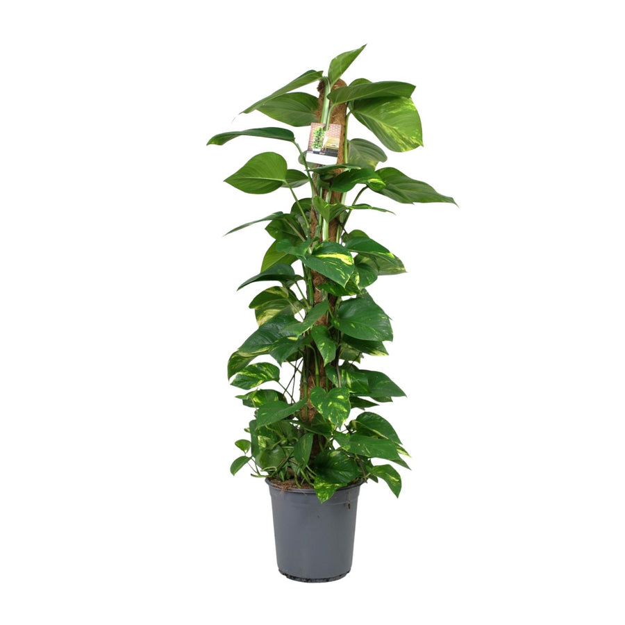 Green Scindapsus trailing plant in a 24cm pot, ideal for air purification and easy care, by Everspring.