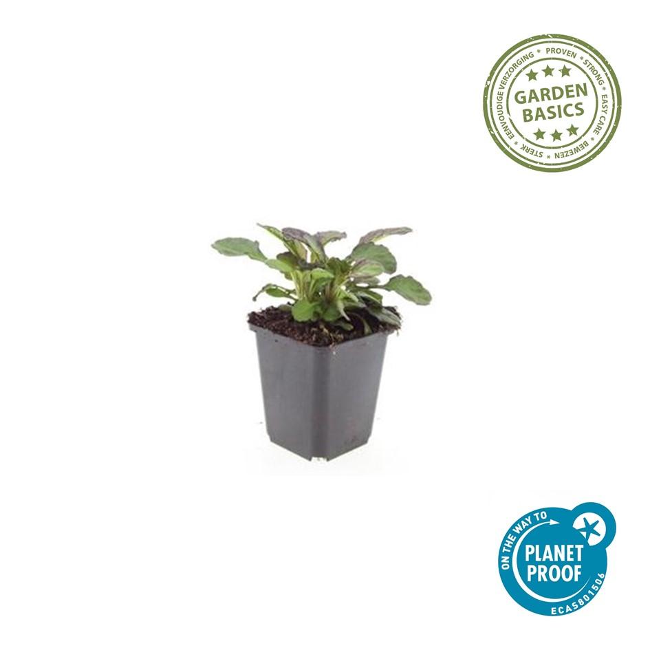 24x Ajuga Catlin's Giant - Hardy Ground Cover - 10-25cm