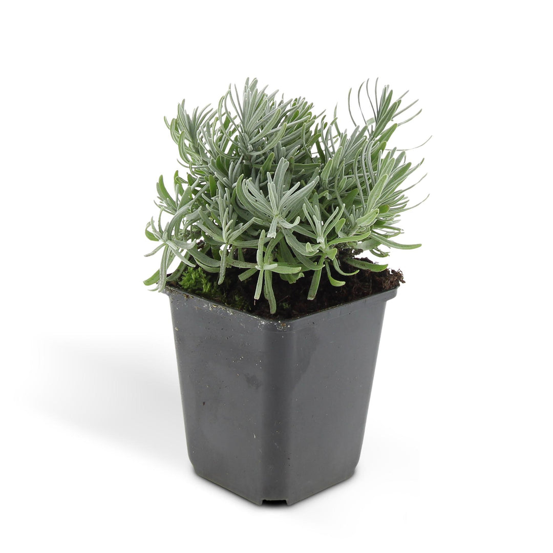 24x Lavandula Hidcote Lavender Plants - 10-25cm Height - 9cm Pot