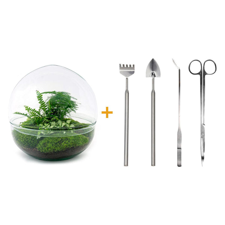 Large glass dome terrarium kit from Everspring with rake, shovel, tweezer, and scissors for plant care.