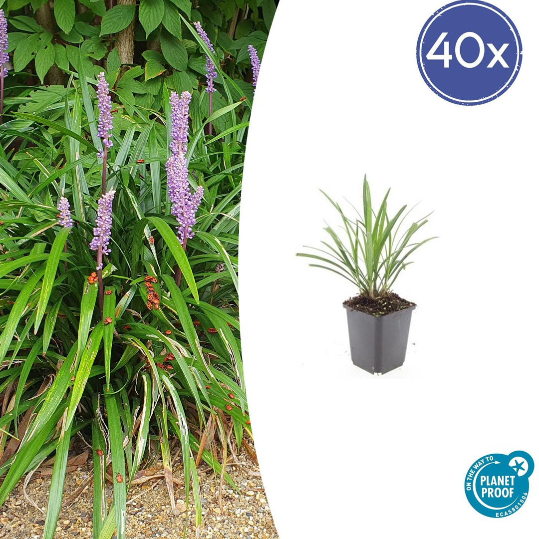 40x Liriope Muscari 'Ingwersen' - Evergreen Groundcover - 10-25cm