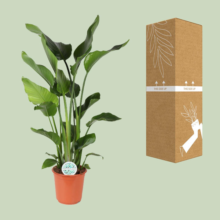 Strelitzia Nicolai Bird of Paradise - Ø24cm Pot - 110cm Tall
