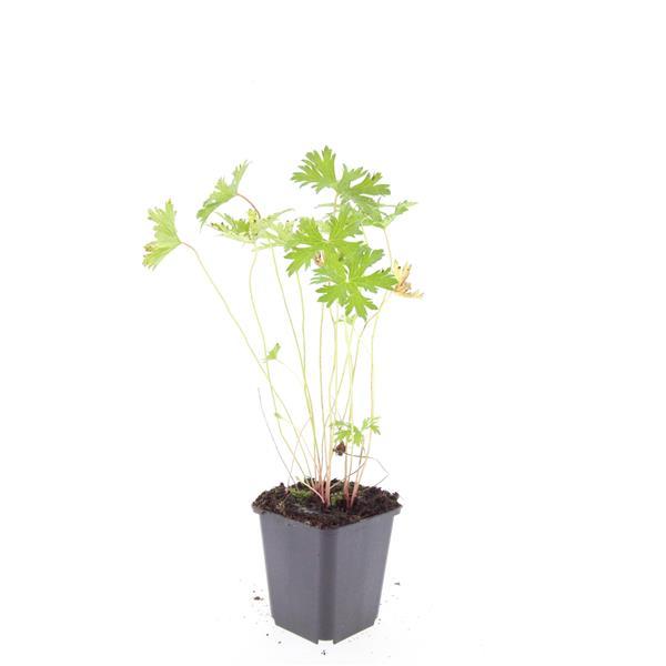 24x Geranium Johnson's Blue - Hardy Perennial 10-25cm - Ø9cm Pots