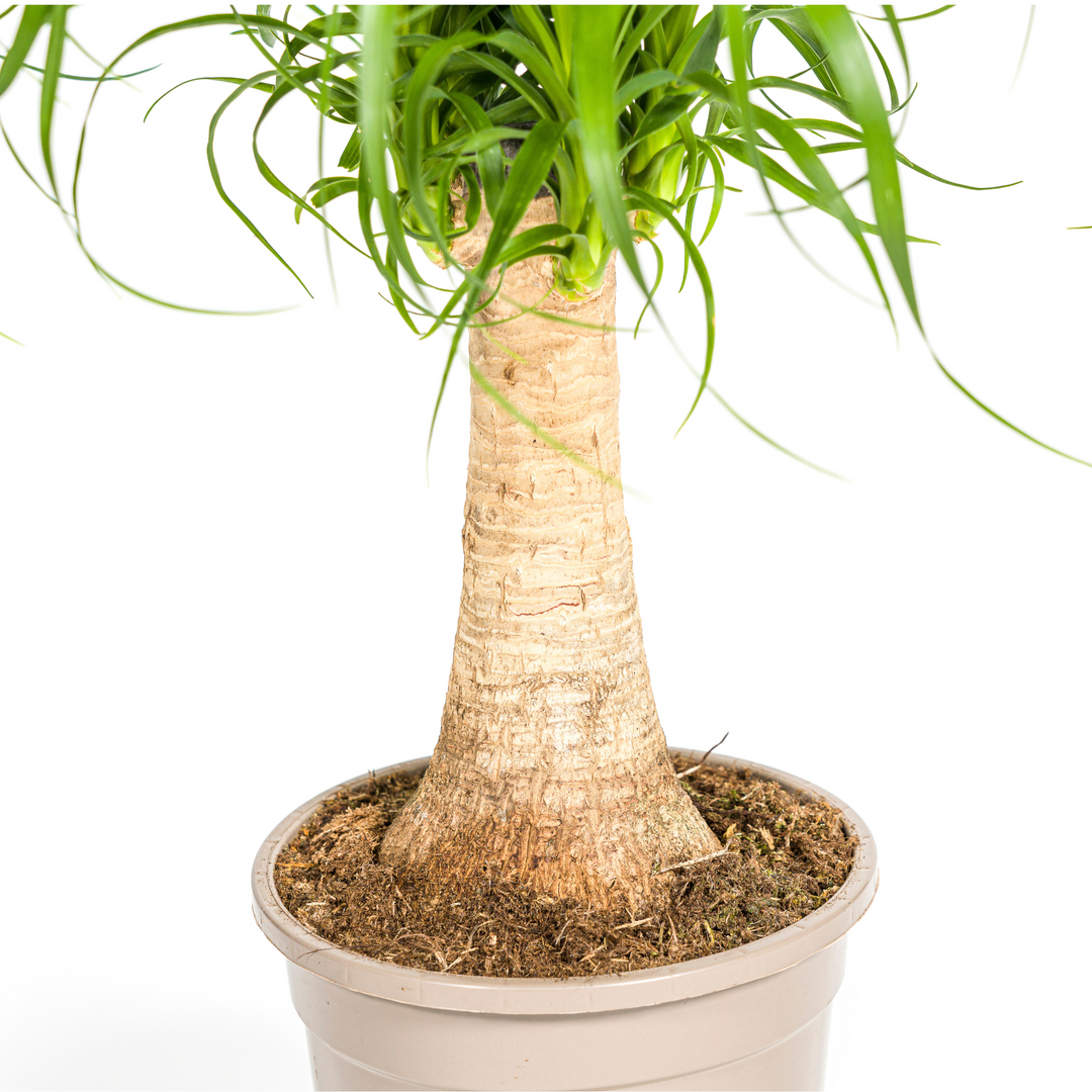 Beaucarnea Recurvata Stem Ø17cm - ↕40 - 60cm
