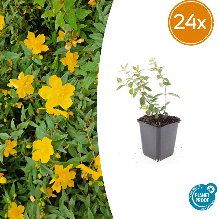 24x Hypericum Dummeri 'Peter Dummer' - Hardy Yellow Flowering Ground Cover