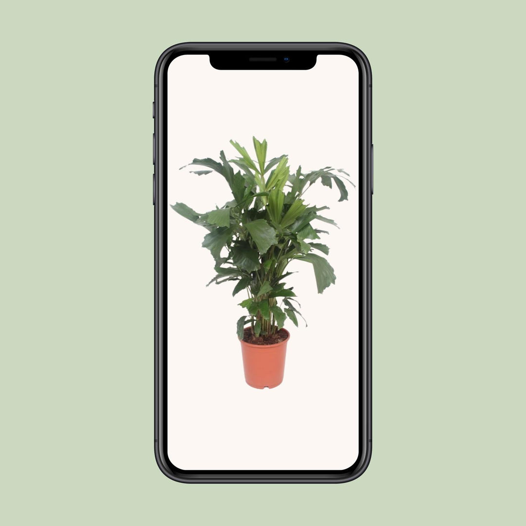 Caryota Mitis Fishtail Palm 110cm - Air Purifying Indoor Plant