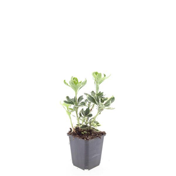 24x Pachysandra Variegata - Evergreen Variegated Ground Cover 10-25cm
