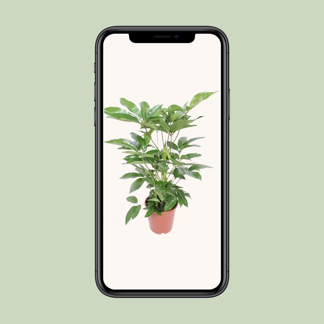Schefflera Amate Umbrella Tree 100cm – Ø24cm Pot Air-Purifying Plant
