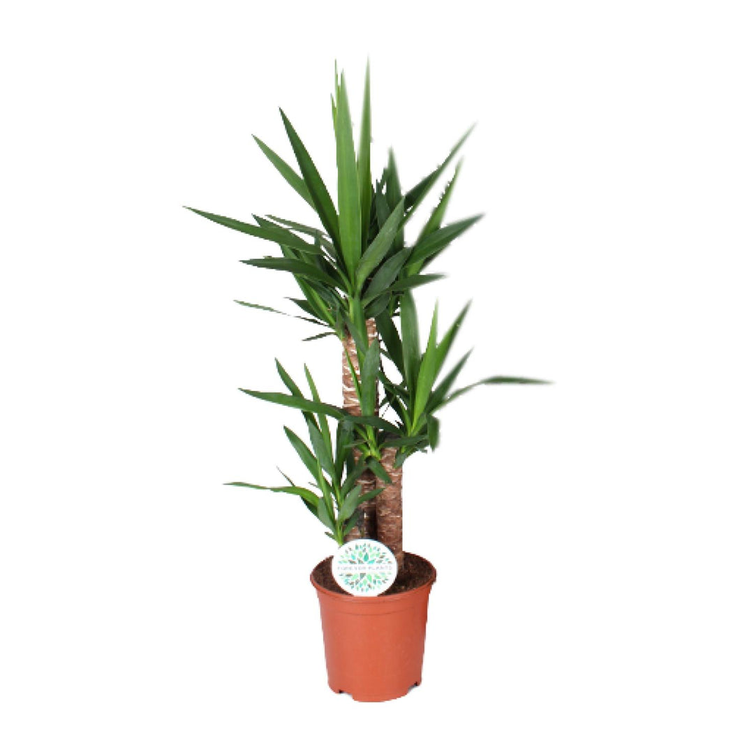 Yucca Plant: Elegant 90cm Tall, Ø21cm Pot – Low Maintenance & Striking!