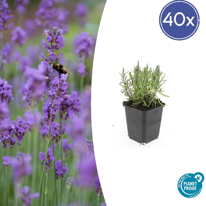 40x Lavandula 'Munstead' Lavender Plants - Compact Purple 10-25cm
