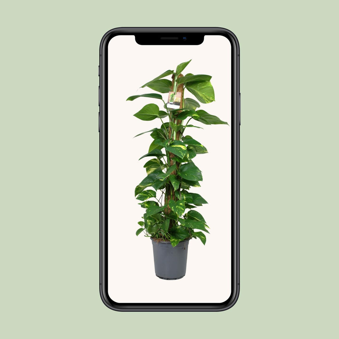 Scindapsus 120cm Trailing Plant - 24cm Pot - Easy Care Houseplant