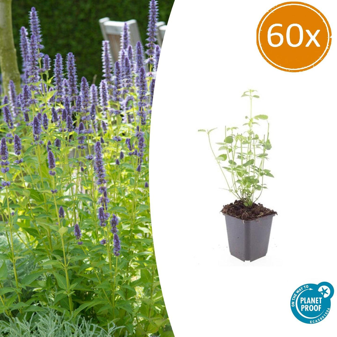 Agastache Black Adder dark purple perennial plant with green foliage, ideal for pollinators, by Everspring.