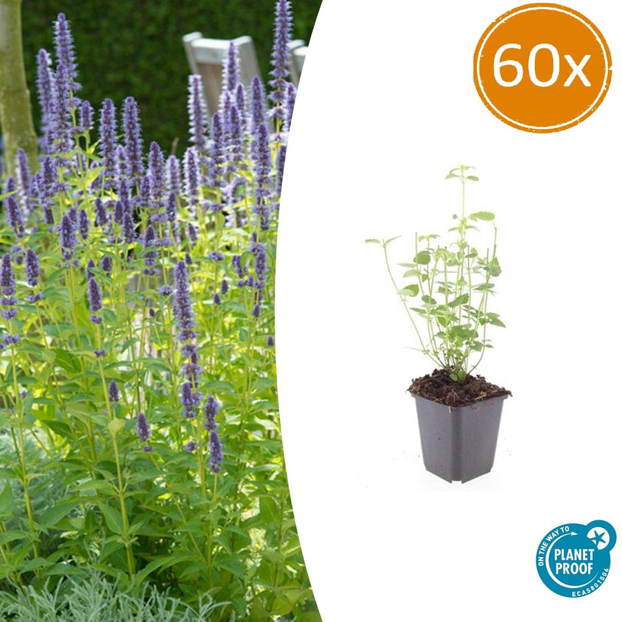 Agastache Black Adder dark purple perennial plant with green foliage, ideal for pollinators, by Everspring.
