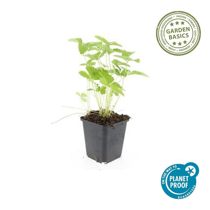 24 Wild Strawberry plants in Ø9cm pots, each 10-25cm tall, by Everspring, ideal for borders and bulk planting.