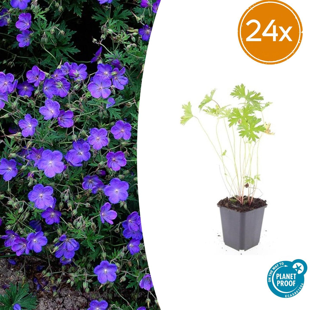 24 hardy Johnson's Blue geranium plants in 9cm pots, featuring vibrant blue flowers, perfect for borders and bee-friendly ga