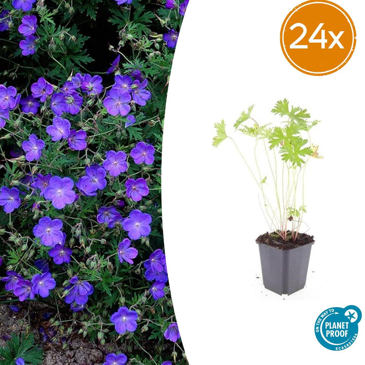24 hardy Johnson's Blue geranium plants in 9cm pots, featuring vibrant blue flowers, perfect for borders and bee-friendly ga