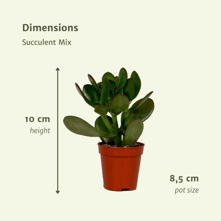 Succulenten Mix - 18 stuks - 10 cm - Ø8,5 - 18