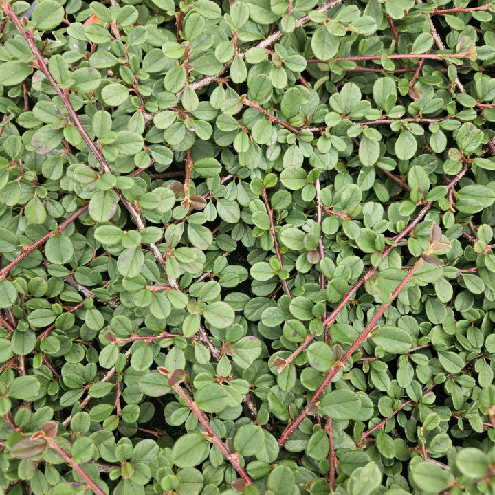 24x Cotoneaster 'Queen of Carpets' Ground Cover - 10-25cm - Ø9cm