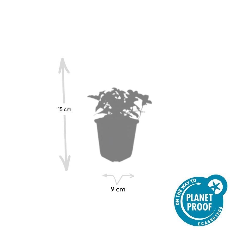 Golden variegated Carex Oshimensis Evergold ornamental grass by Everspring in a decorative container.