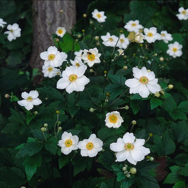 White Anemone hybrid 'Honorine Jobert' flowers with green foliage, 10-25cm tall, by Everspring.