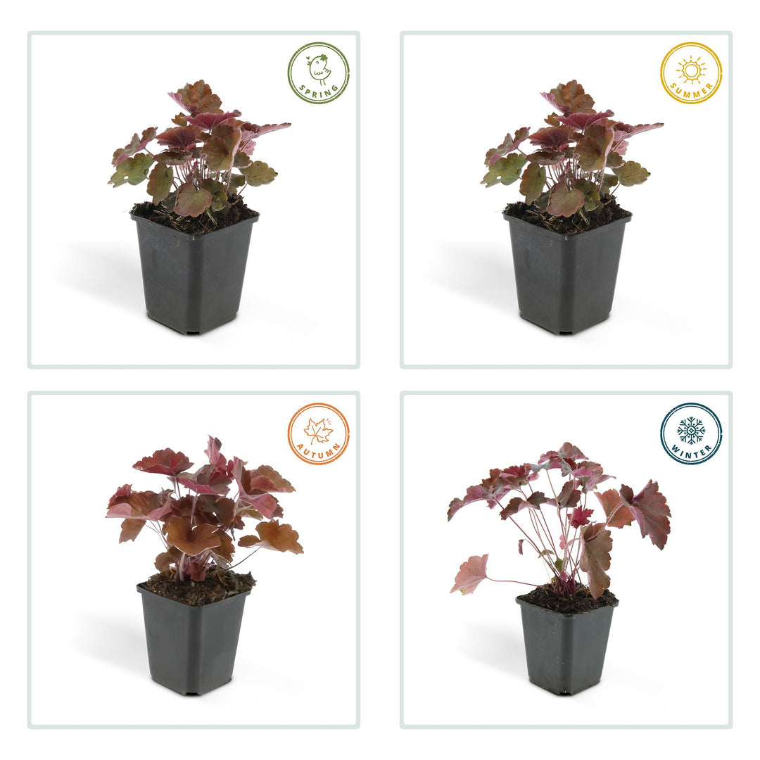 24x Heuchera Palace Purple - Dark Purple Foliage - 10-25cm - 9cm Pots