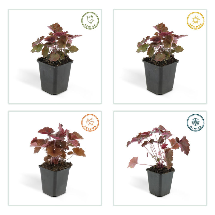 24x Heuchera Palace Purple - Dark Purple Foliage - 10-25cm - 9cm Pots