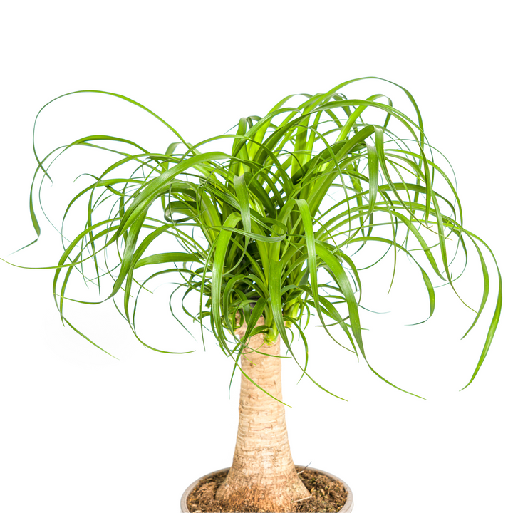 Beaucarnea Recurvata Stem Ø17cm - ↕40 - 60cm