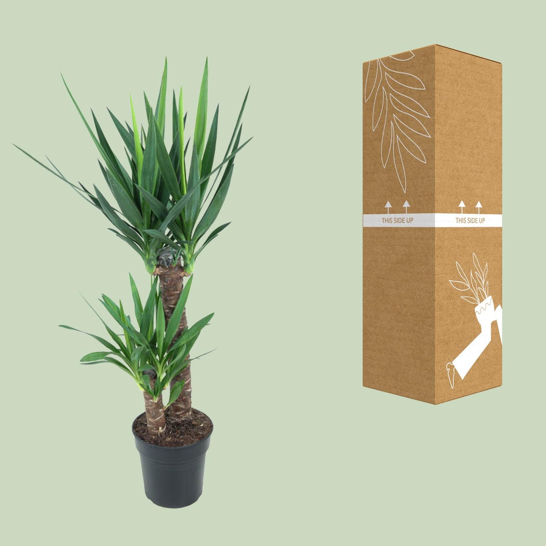 Yucca Elephantipes 100cm – Low-Maintenance Air Purifying Indoor Plant