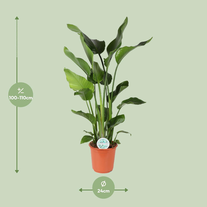Strelitzia Nicolai Bird of Paradise plant in a 24cm pot, 110cm tall, lush green leaves by Everspring