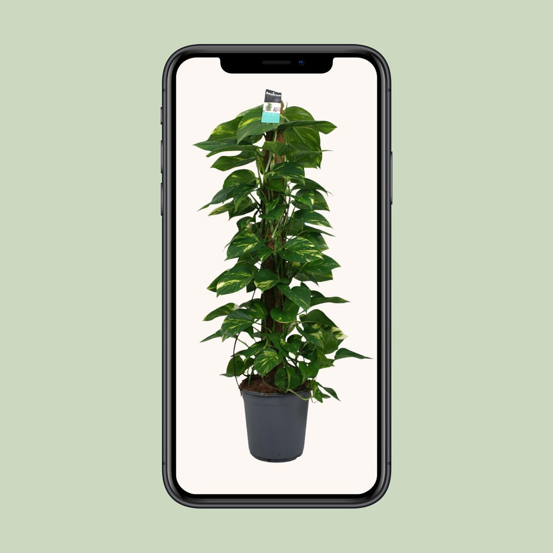 Scindapsus Pothos 120cm Trailing Plant – Ø24cm Pot Easy Care