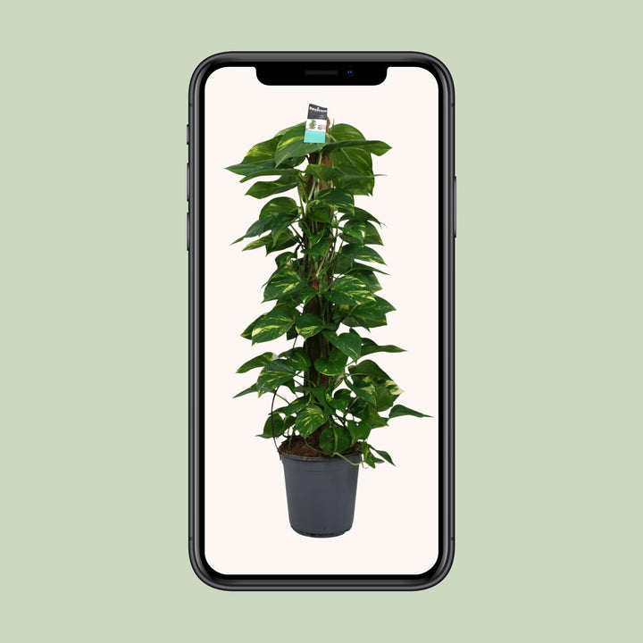 Scindapsus Pothos 120cm Trailing Plant – Ø24cm Pot Easy Care