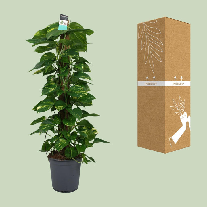 Scindapsus Pothos 120cm Trailing Plant – Ø24cm Pot Easy Care