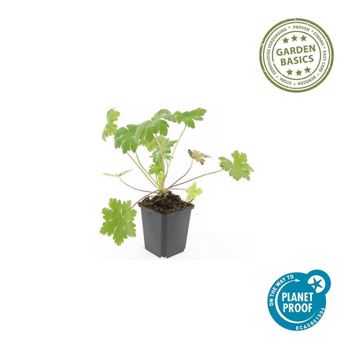 24x Geranium Ingwersen's Variety - Hardy Pink Ground Cover - 10-25cm