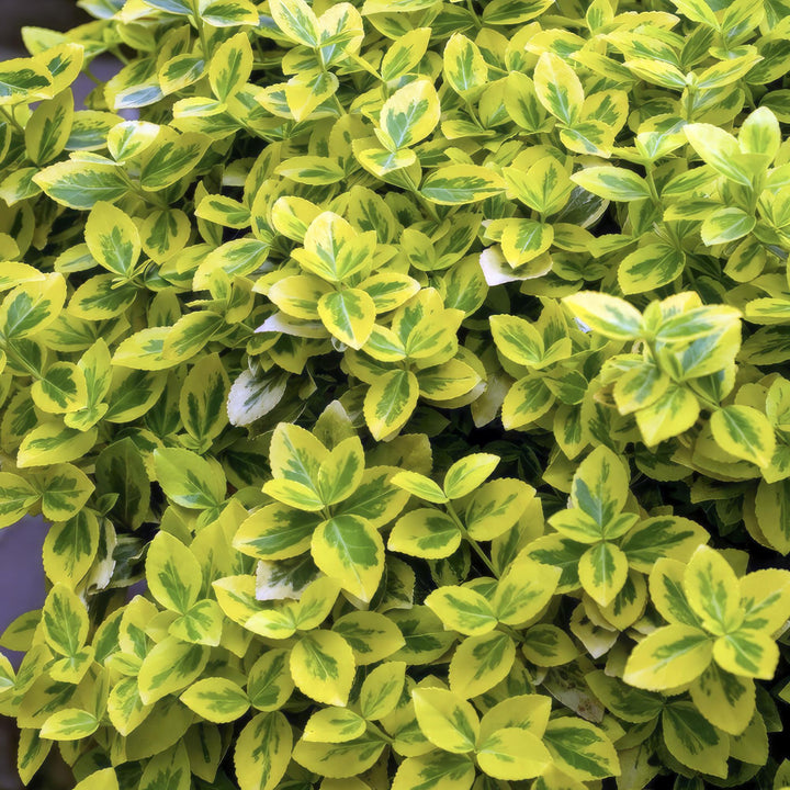 24x Euonymus Emerald 'n Gold - Evergreen Shrub 10-25cm Ø9cm