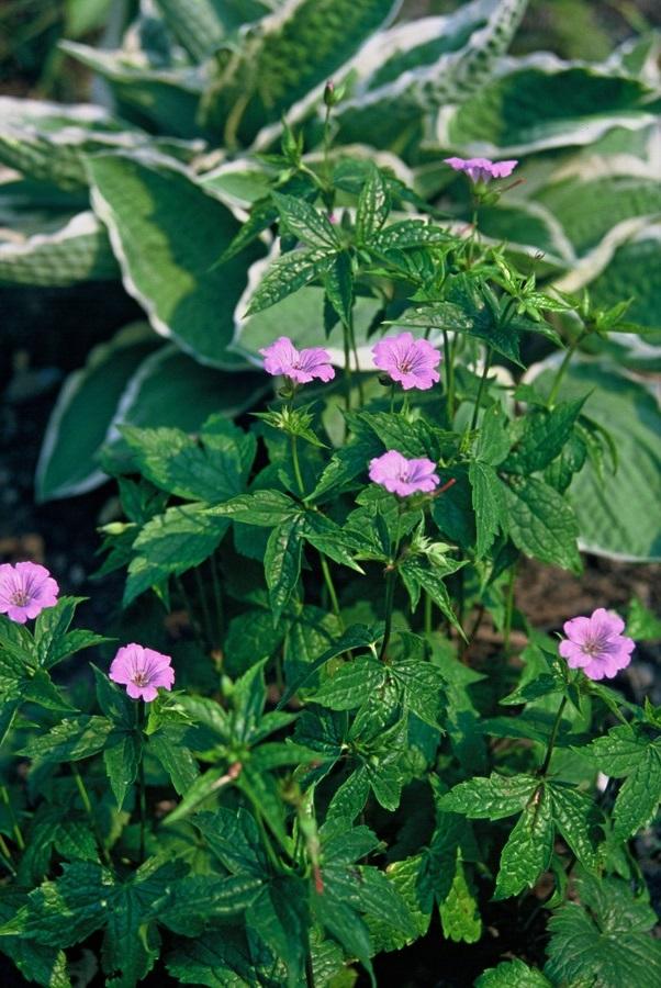 24x Geranium nodosum Purple - Hardy Ground Cover - 10-25cm