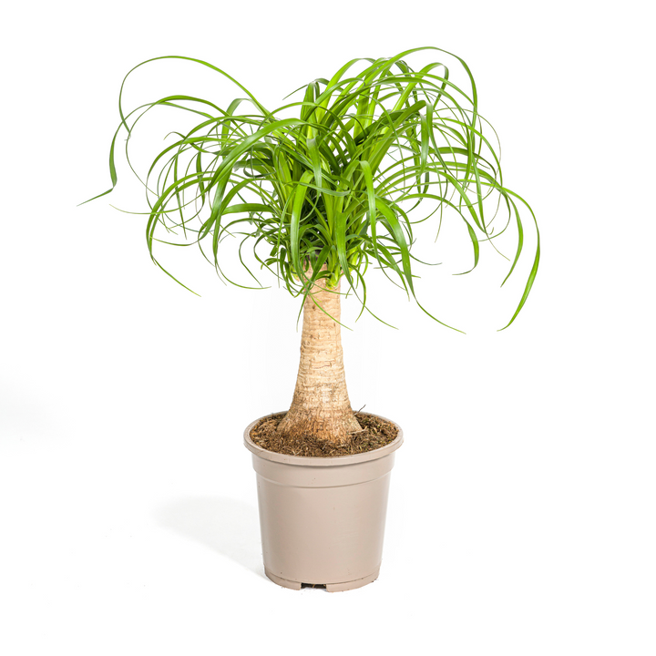 Beaucarnea Recurvata Stem Ø17cm - ↕40 - 60cm