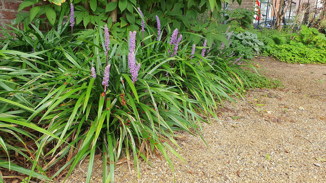 40x Liriope Muscari 'Ingwersen' - Evergreen Groundcover - 10-25cm