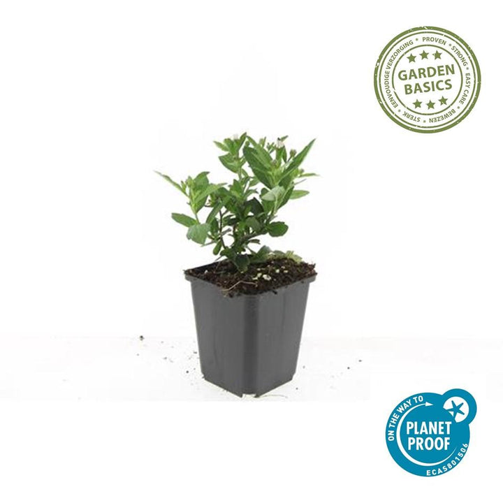 24x Aster ageratoides 'Stardust' White Star Flowers - 10-25cm