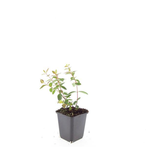 24x Hypericum Dummeri 'Peter Dummer' - Hardy Yellow Flowering Ground Cover