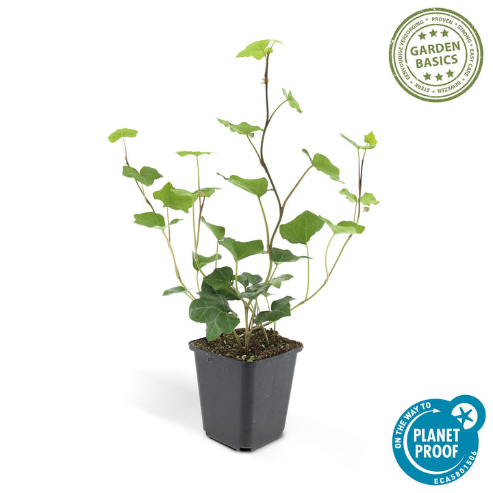 24x Irish Ivy (Hedera Hibernica) - Dark Green Climbing Plant 10-25cm