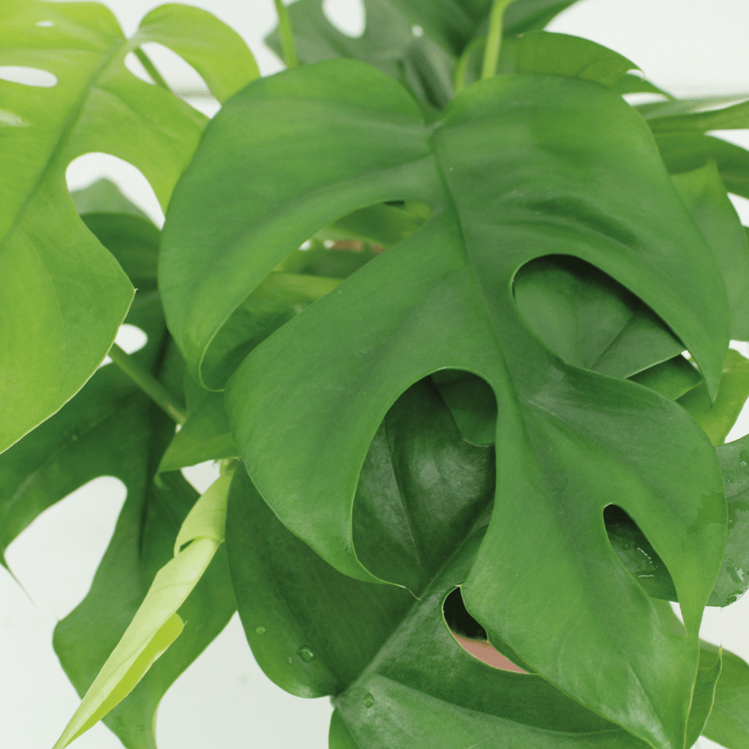 Kokodama Monstera Minima Hanging Plant - Coconut Fiber Pot 15cm